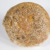 Selenoides iowensis Owen - Image 3