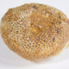 Selenoides iowensis Owen - Image 4