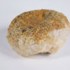 Selenoides iowensis Owen - Image 2