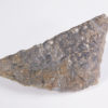 Ankylosaurus magniventris - Image 4