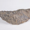 Ankylosaurus magniventris - Image 5