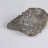 Ankylosaurus magniventris - Image 6