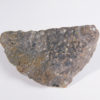 Ankylosaurus magniventris - Image 2