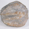 Enormous blastoid - Pentremites robustus - Image 5
