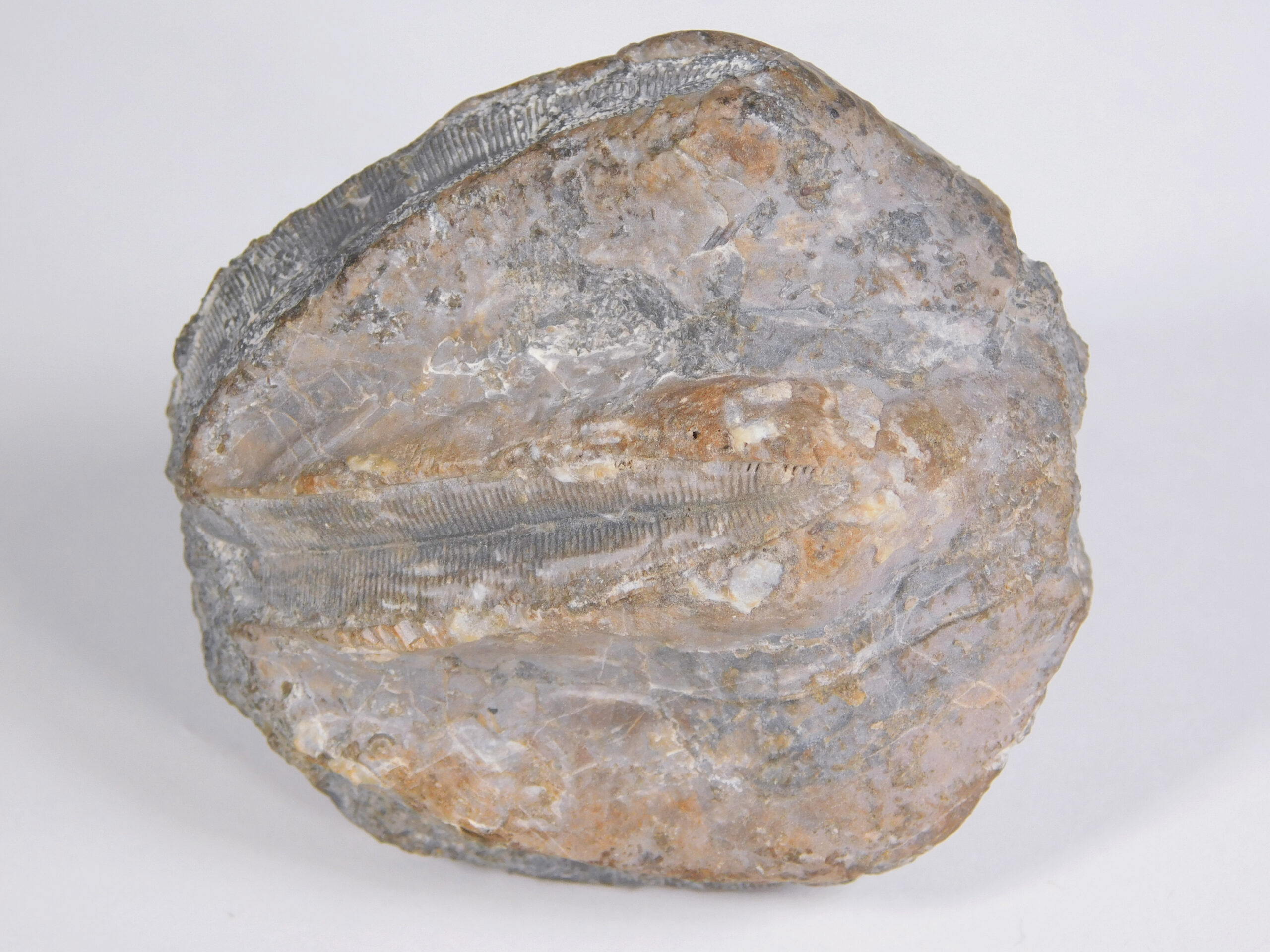 Enormous blastoid - Pentremites robustus - Image 5
