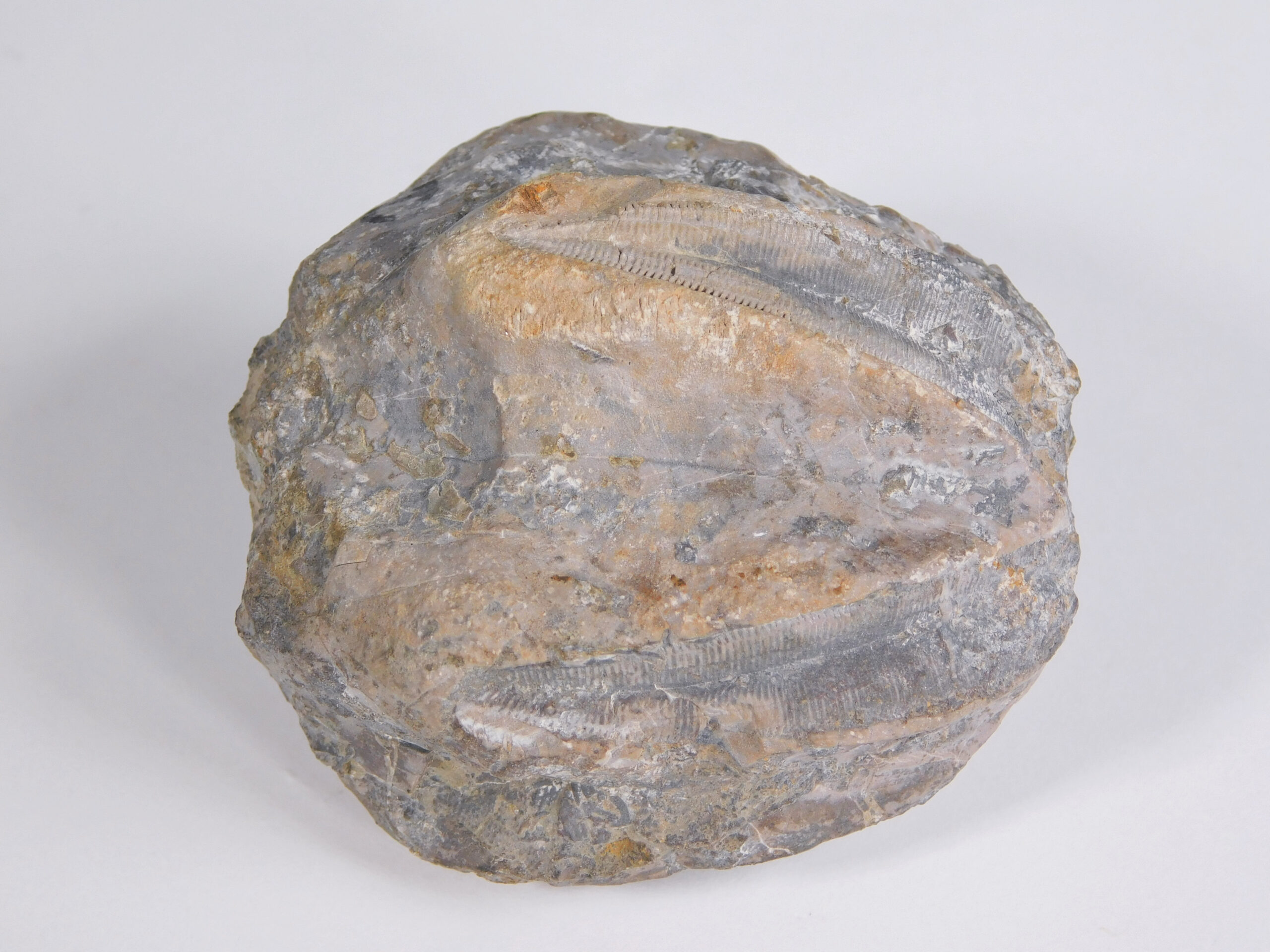 Enormous blastoid - Pentremites robustus - Image 4