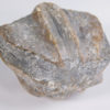 Enormous blastoid - Pentremites robustus - Image 3