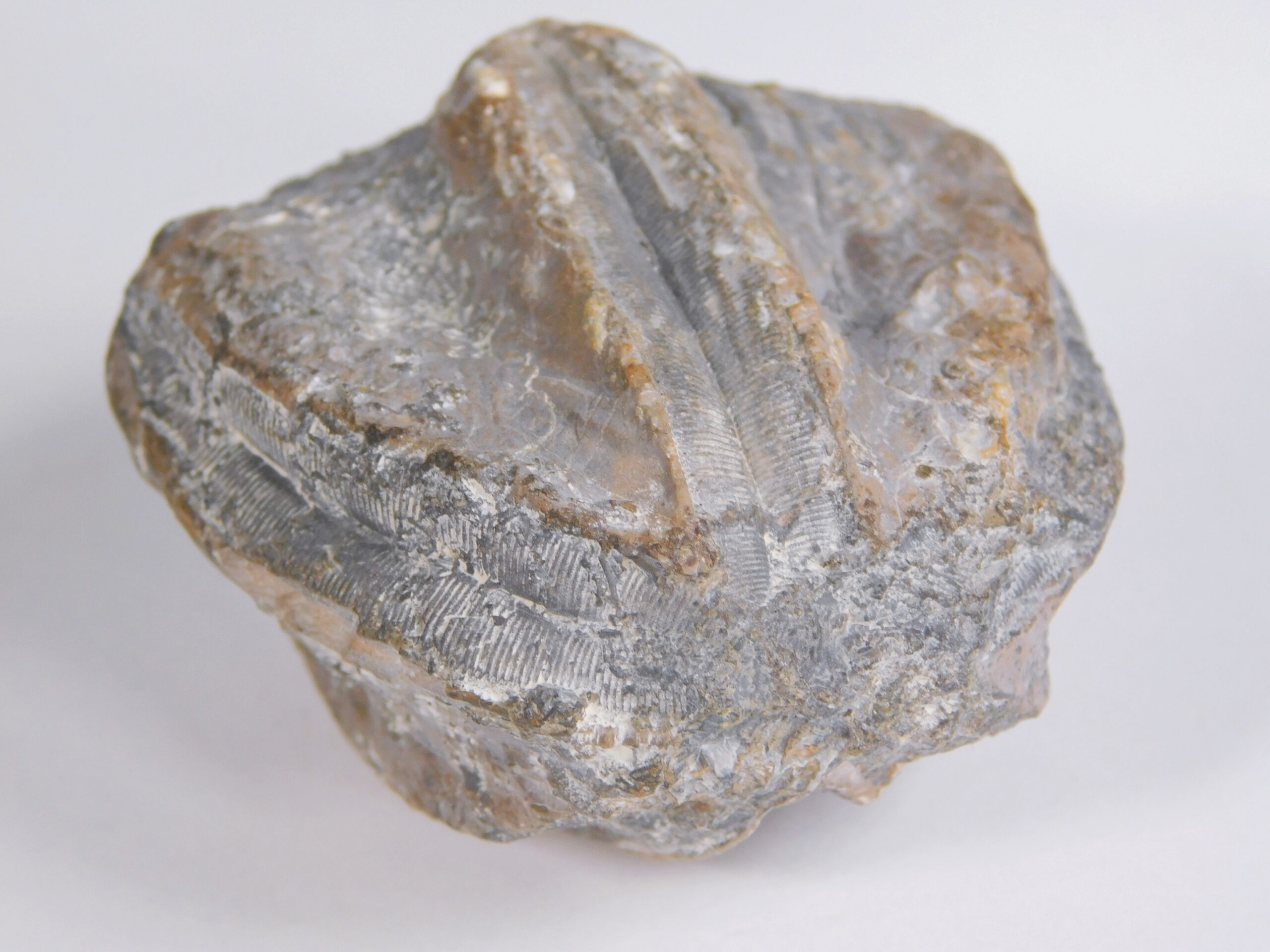 Enormous blastoid - Pentremites robustus - Image 3