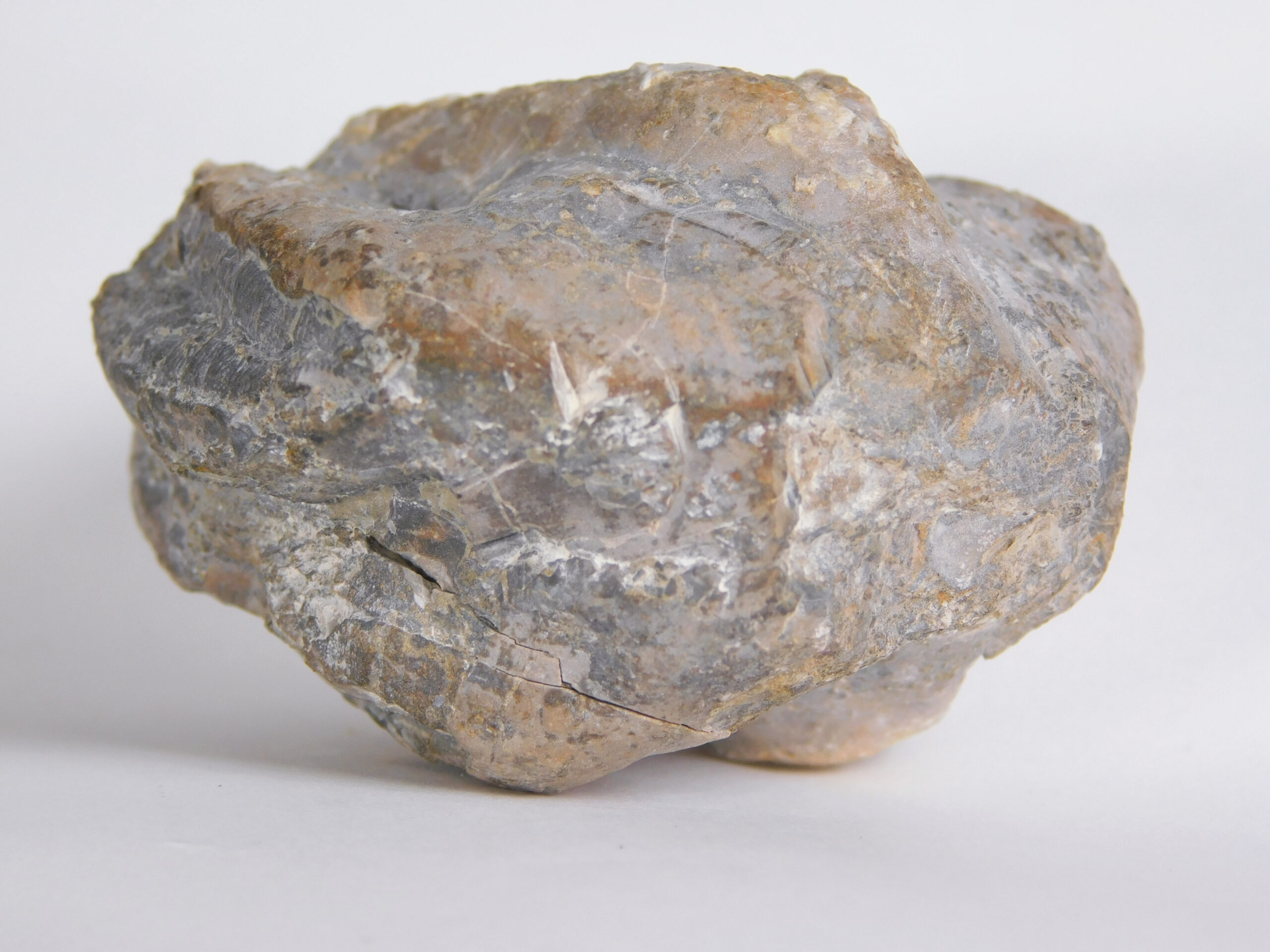 Enormous blastoid - Pentremites robustus - Image 6