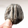 Enormous blastoid - Pentremites robustus - Image 2