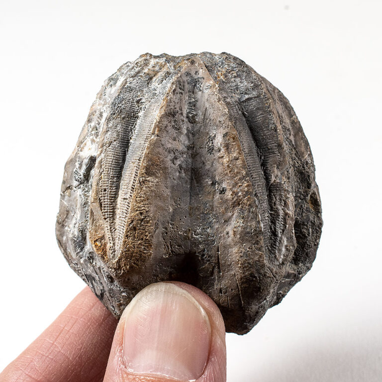 Enormous blastoid &#8211; Pentremites robustus, The Natural Canvas