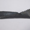 Edestus heinrichi - Image 4