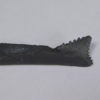 Edestus heinrichi - Image 3