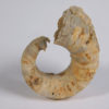 Temnocheilus coxanus Meek & Worthen - Image 4