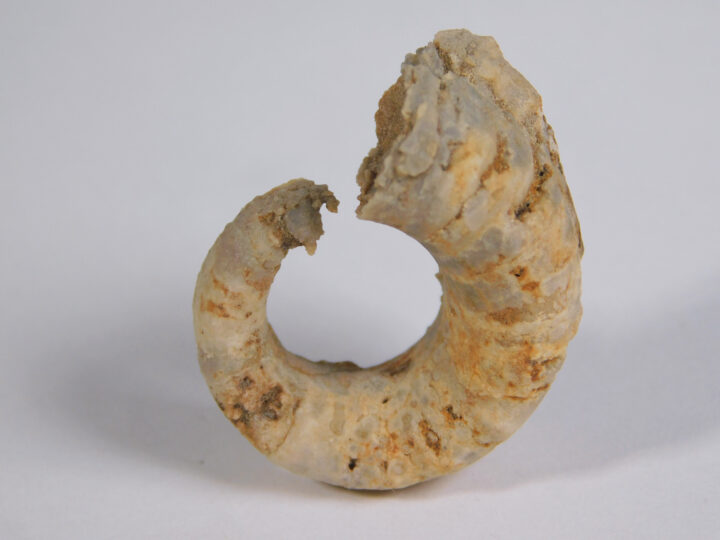 Temnocheilus coxanus Meek & Worthen
