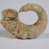 Temnocheilus coxanus Meek & Worthen - Image 5
