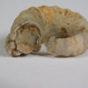 Temnocheilus coxanus Meek & Worthen - Image 2