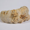 Temnocheilus coxanus Meek & Worthen - Image 3