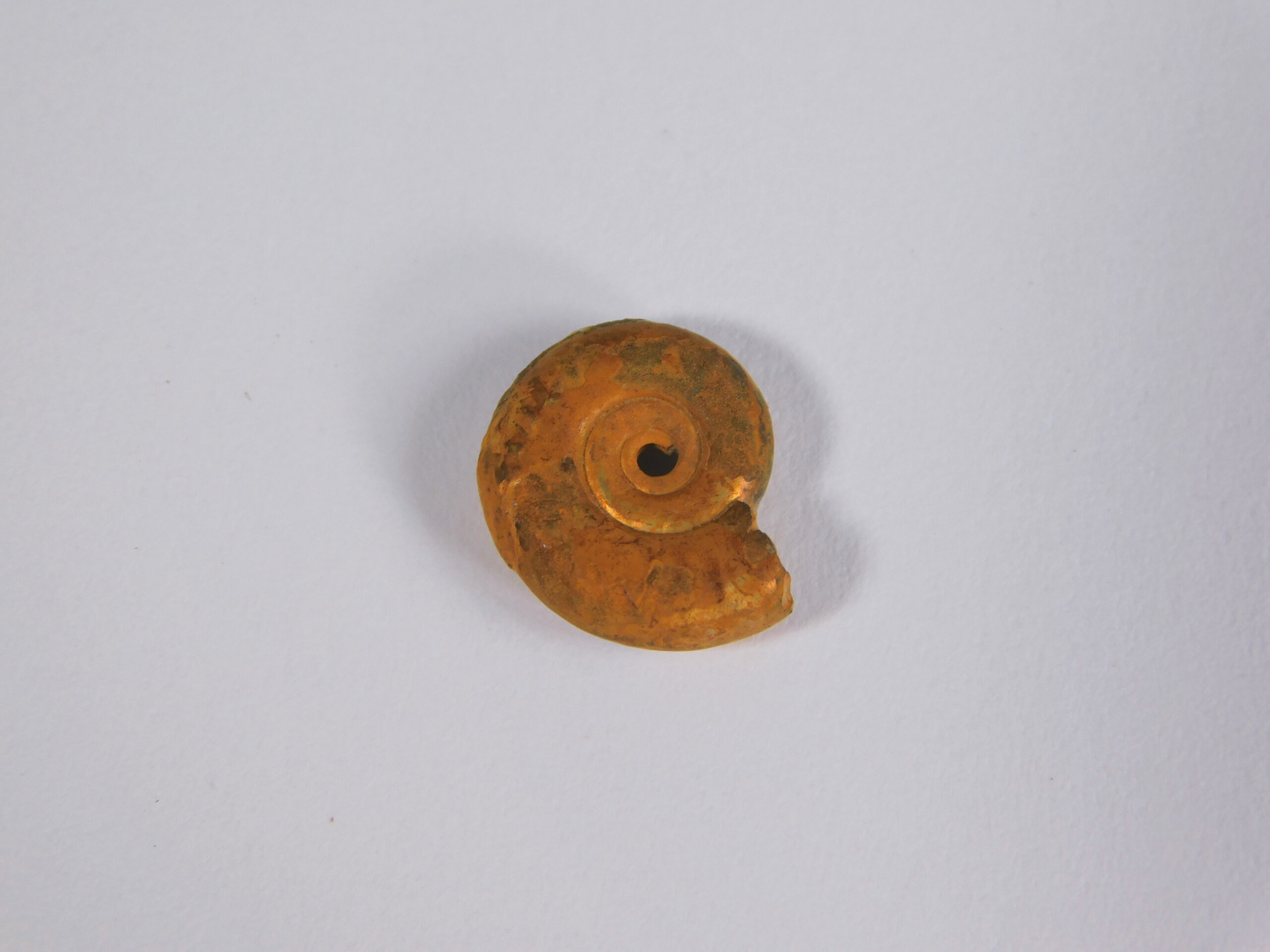 Hecticoceras hecticum (Reinecke) - Image 3