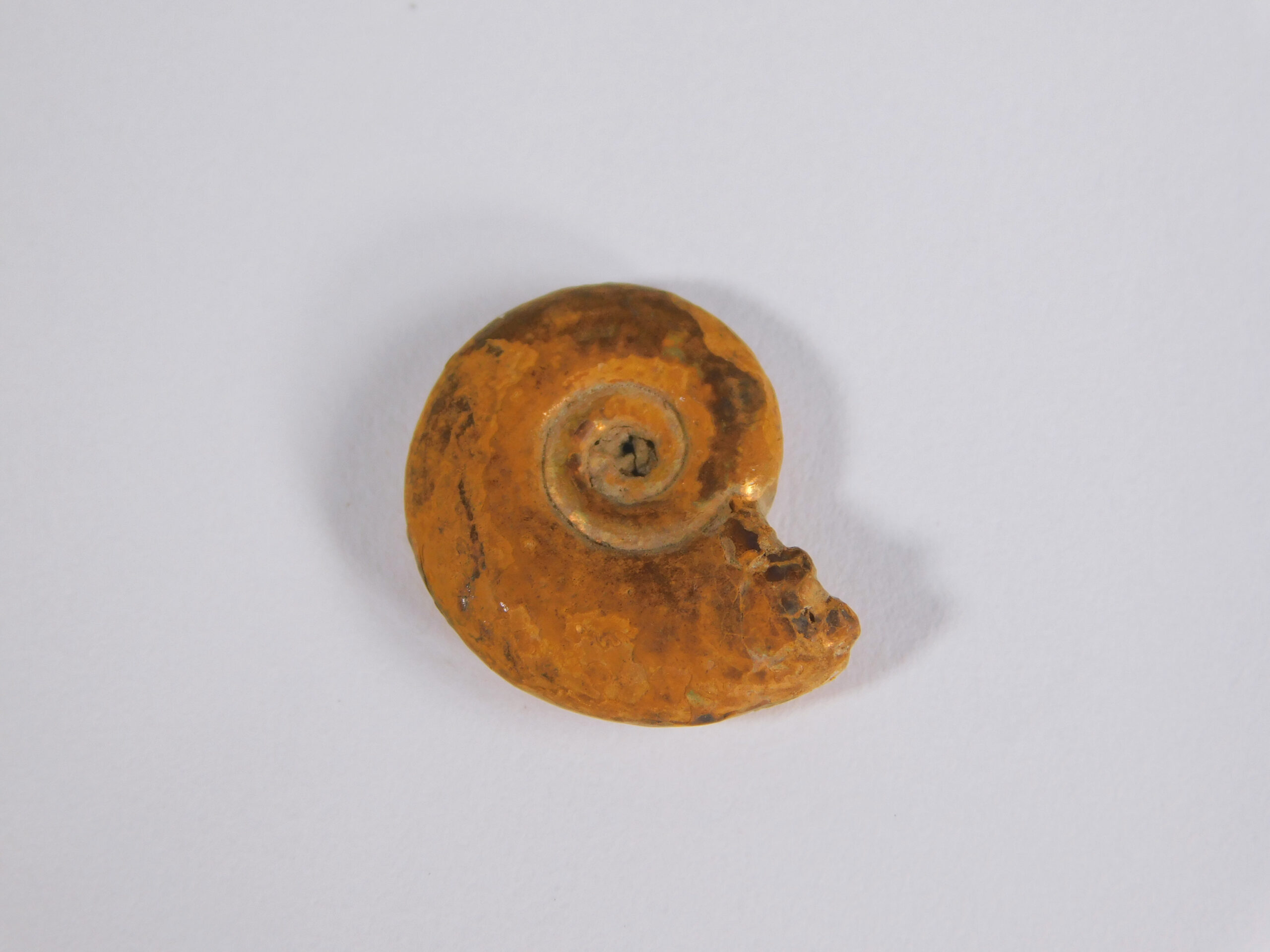 Hecticoceras hecticum (Reinecke) - Image 4