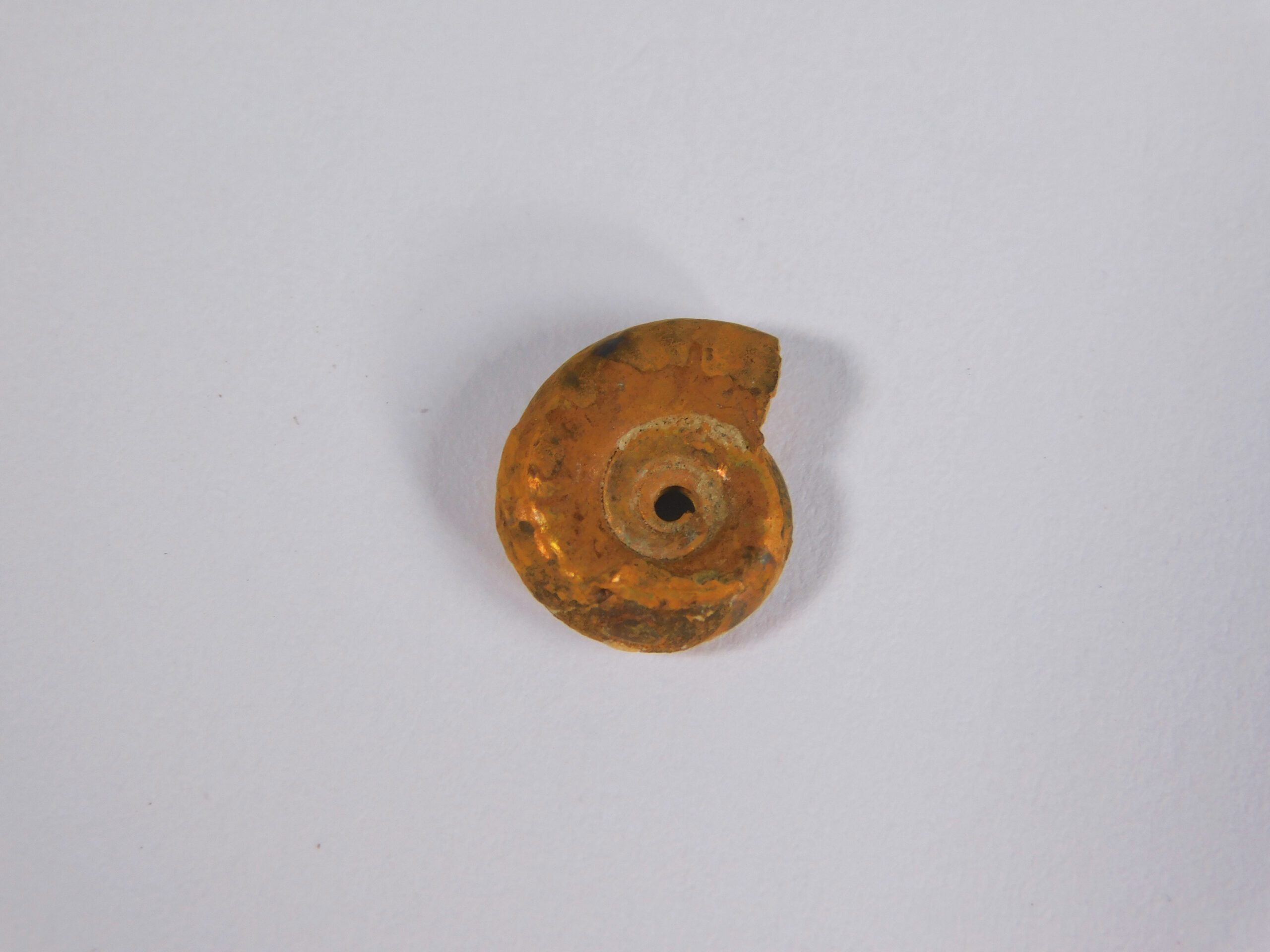 Hecticoceras hecticum (Reinecke) - Image 5