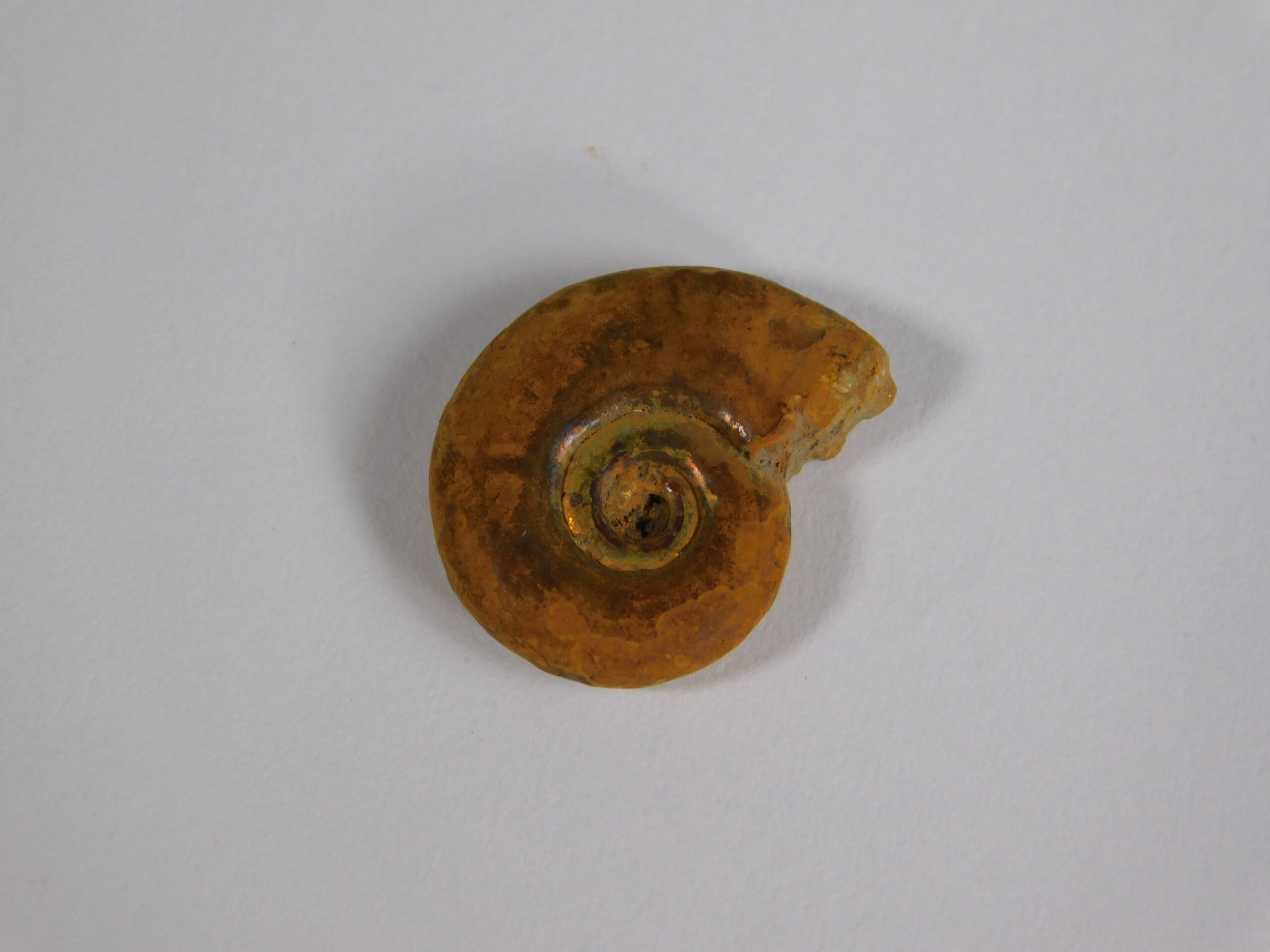 Hecticoceras hecticum (Reinecke) - Image 6