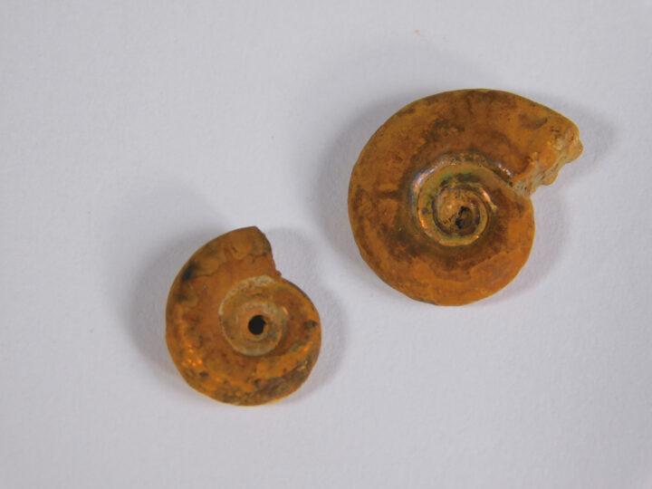 Hecticoceras hecticum (Reinecke)