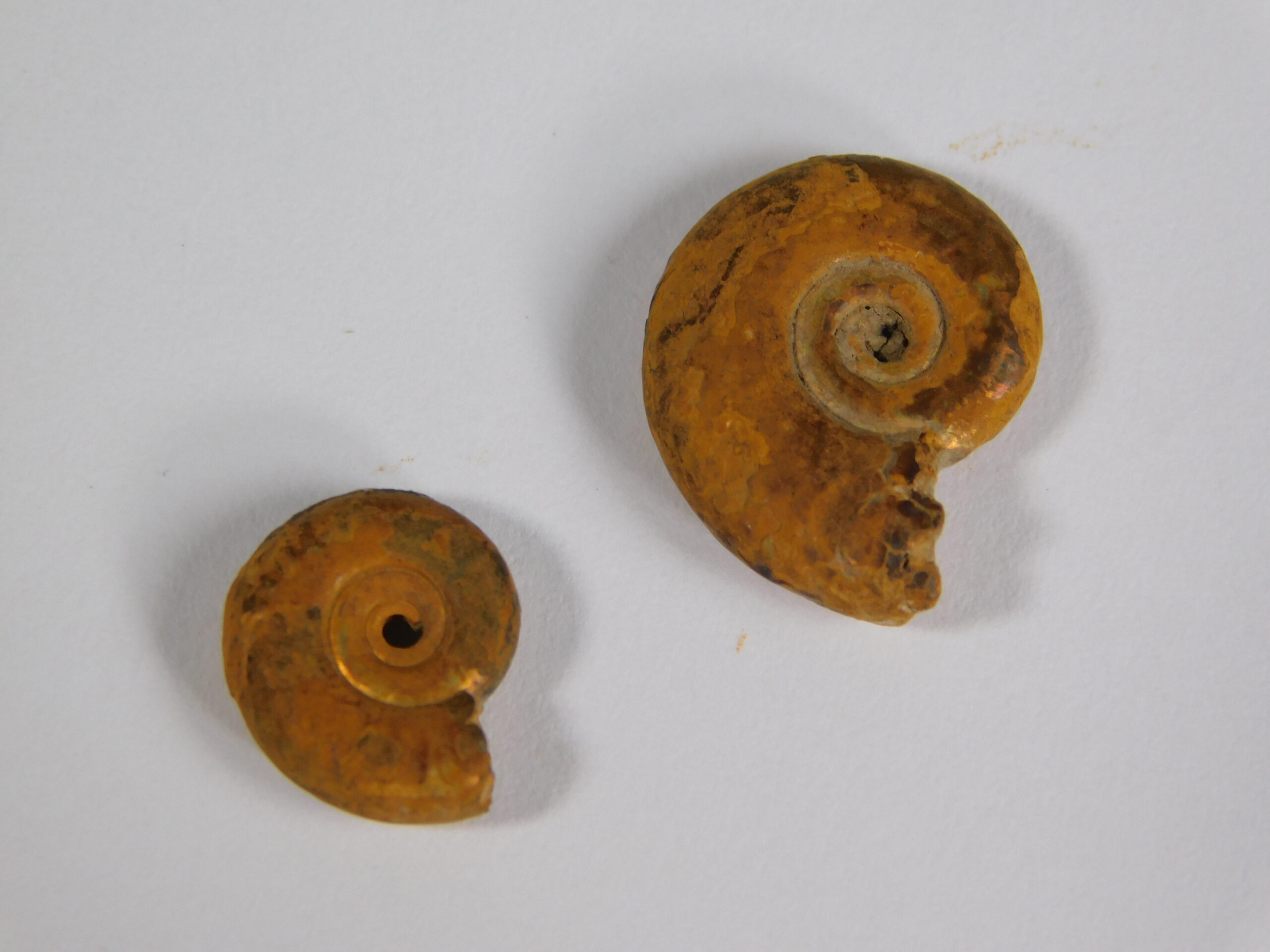 Hecticoceras hecticum (Reinecke) - Image 7