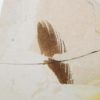 Eocene Bird feather - Image 2