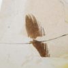 Eocene Bird feather, The Natural Canvas