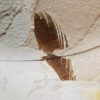 Eocene Bird feather - Image 3