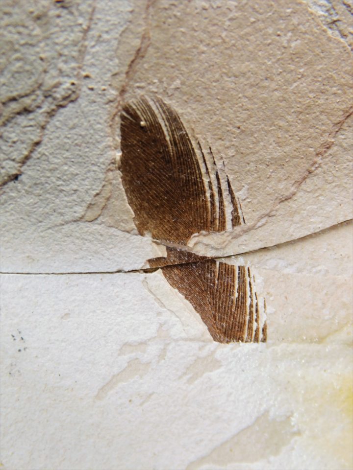 Eocene Bird feather, The Natural Canvas