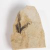 Eocene Bird feather, The Natural Canvas