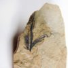 Eocene Bird feather, The Natural Canvas