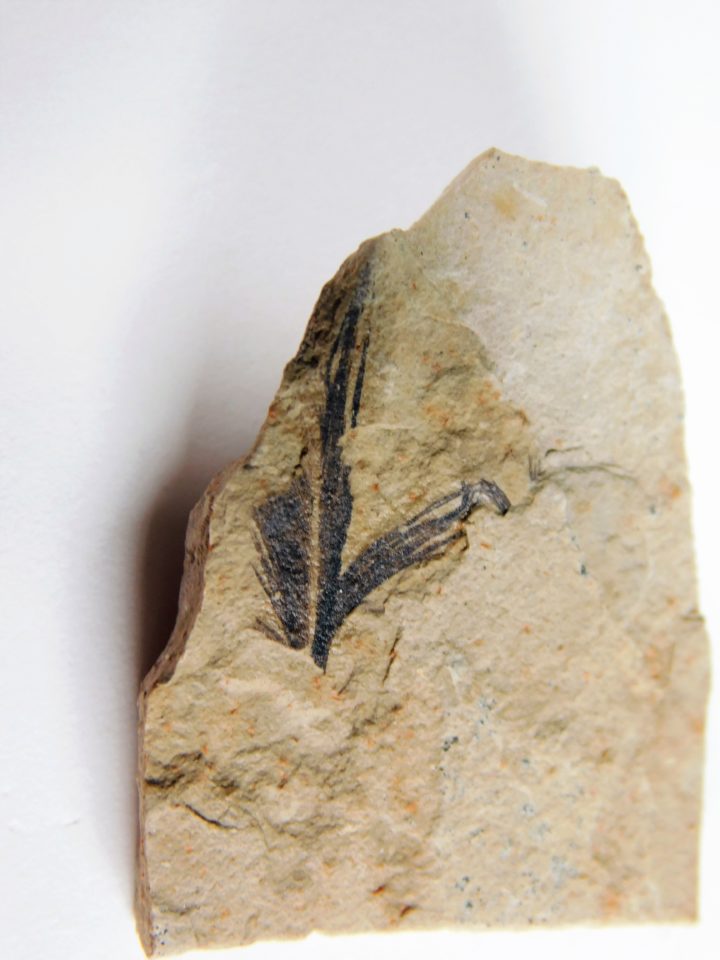 Eocene Bird feather, The Natural Canvas