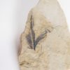 Eocene Bird feather, The Natural Canvas