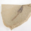 Seed - Image 3