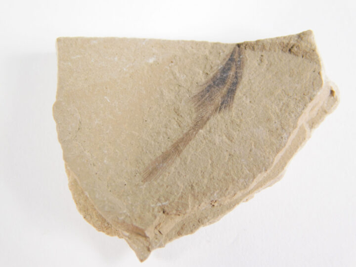 Seed