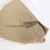 Seed - Image 4
