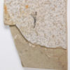 Eocene Bird feather - Image 2