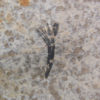 Eocene Bird feather - Image 3