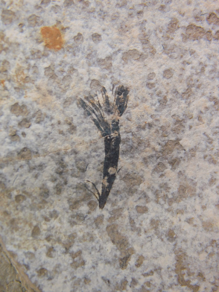 Eocene Bird feather