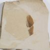 Eocene Bird feather - Image 2