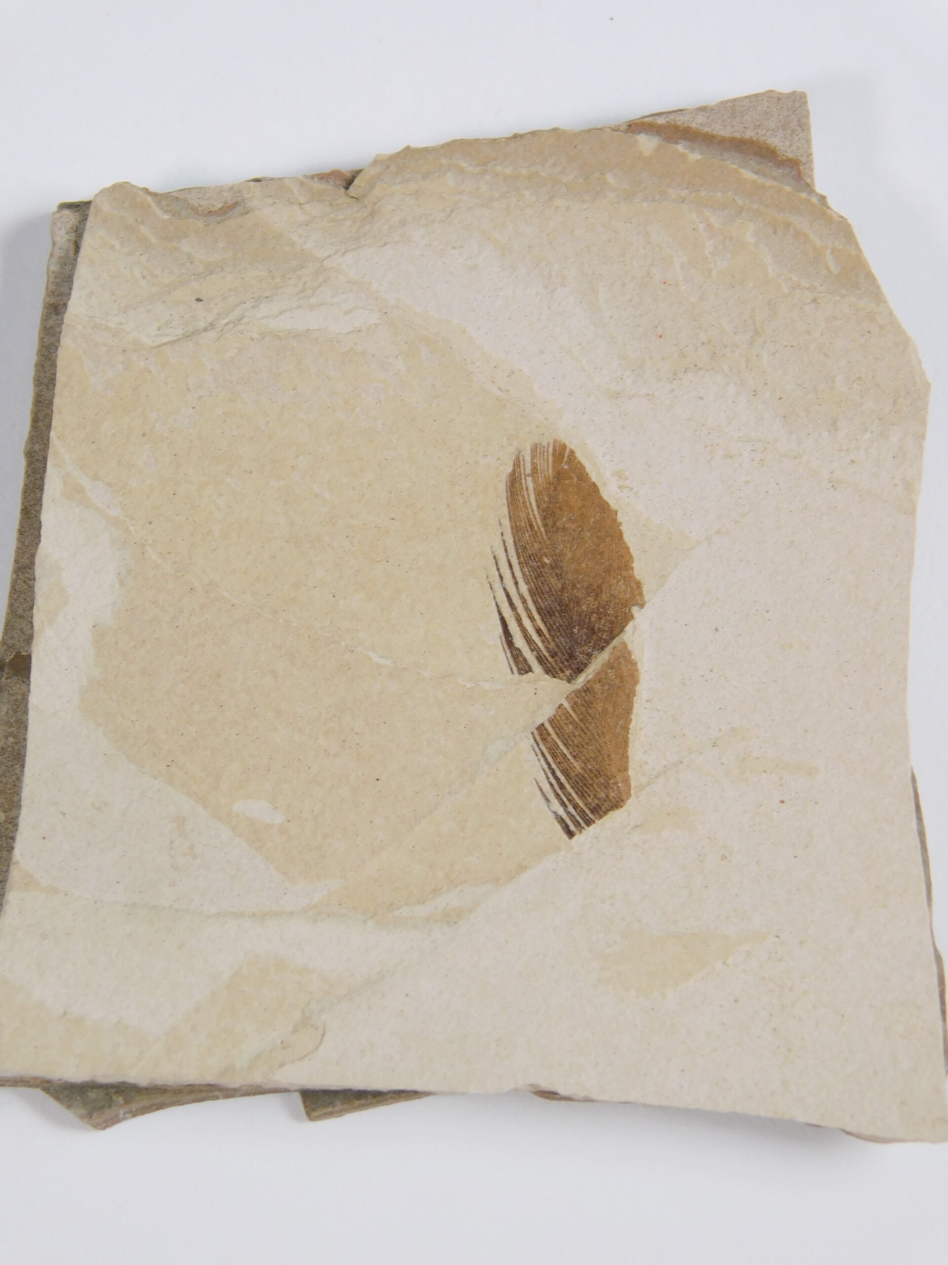 Eocene Bird feather - Image 2