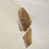 Eocene Bird feather, The Natural Canvas