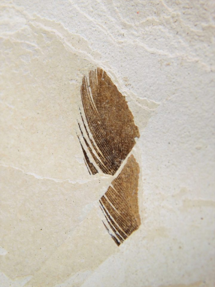 Eocene Bird feather, The Natural Canvas