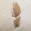 Eocene Bird feather - Image 4