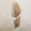 Eocene Bird feather, The Natural Canvas