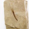Eocene Bird feather - Image 2