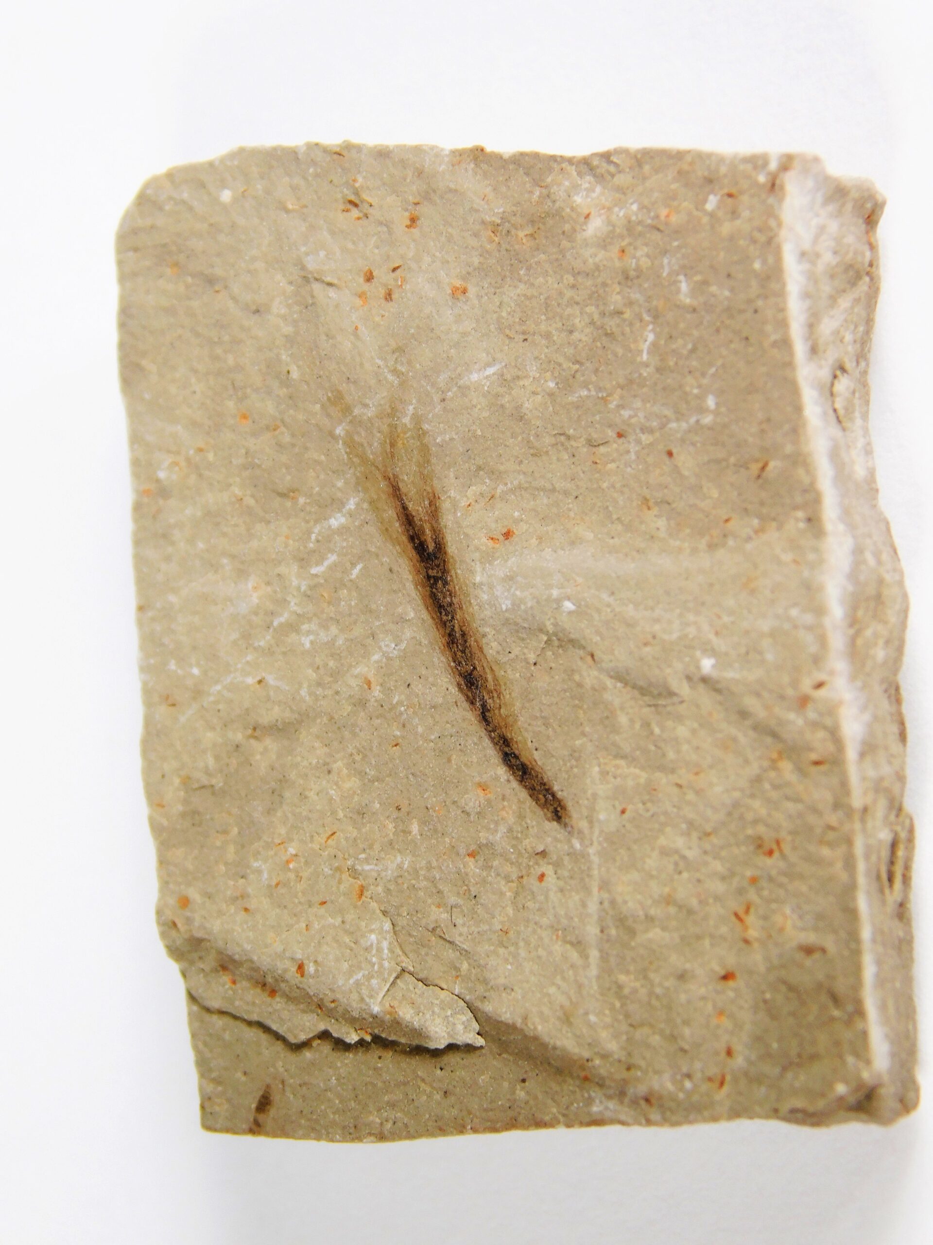Eocene Bird feather - Image 2